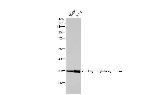 Thymidylate Synthase Antibody in Western Blot (WB)