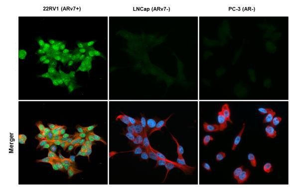 Androgen Receptor (ARv7 Splice Variant) Antibody in Immunocytochemistry (ICC/IF)