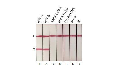 RSV NP Antibody in Lateral Flow (LF)