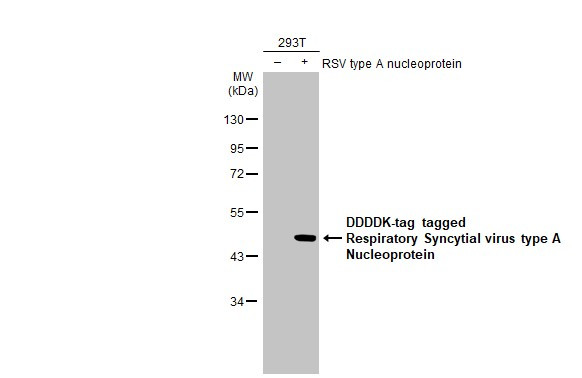 RSV NP Antibody in Western Blot (WB)