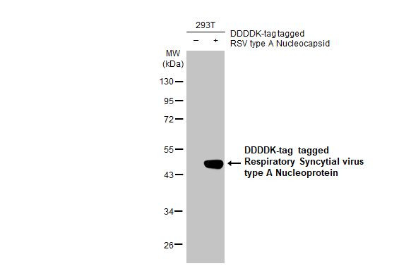 RSV NP Antibody in Western Blot (WB)