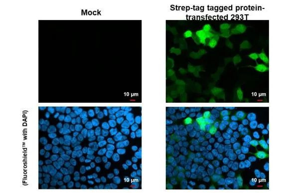 Strep Tag Antibody in Immunocytochemistry (ICC/IF)