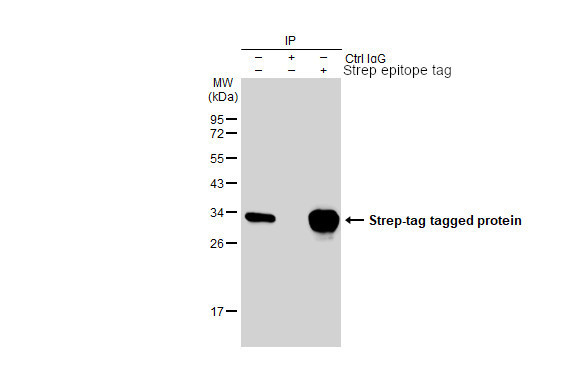 Strep Tag Antibody in Immunoprecipitation (IP)