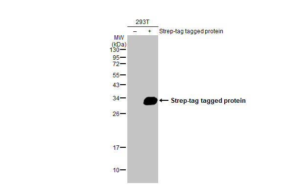 Strep Tag Antibody in Western Blot (WB)