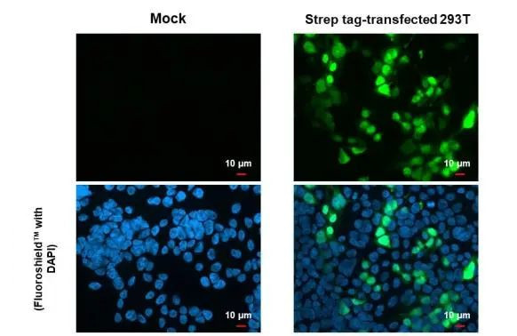 Strep Tag Antibody in Immunocytochemistry (ICC/IF)