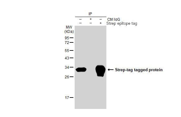 Strep Tag Antibody in Immunoprecipitation (IP)