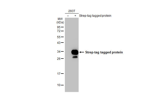 Strep Tag Antibody in Western Blot (WB)