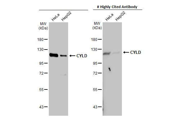 CYLD Antibody in Western Blot (WB)