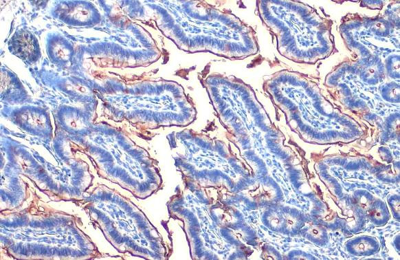 Intestinal Alkaline Phosphatase Antibody in Immunohistochemistry (Paraffin) (IHC (P))