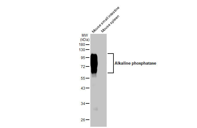 Intestinal Alkaline Phosphatase Antibody in Western Blot (WB)