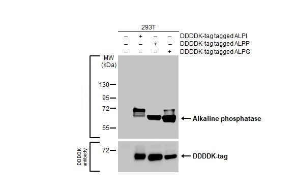 Intestinal Alkaline Phosphatase Antibody in Western Blot (WB)