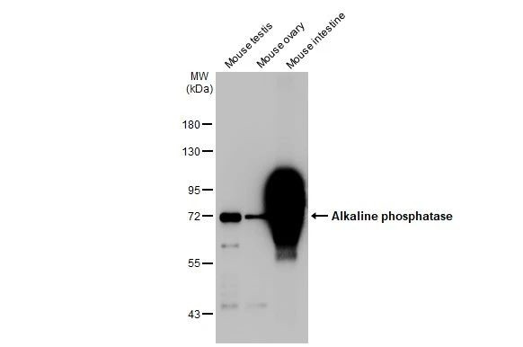 Intestinal Alkaline Phosphatase Antibody in Western Blot (WB)