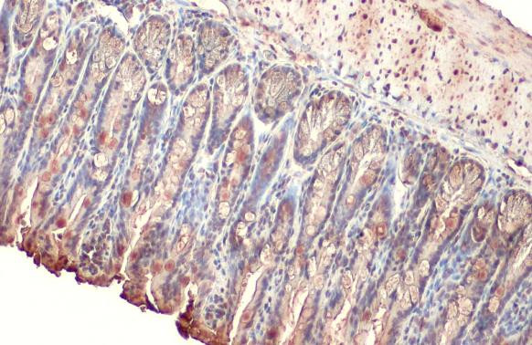 Intestinal Alkaline Phosphatase Antibody in Immunohistochemistry (Paraffin) (IHC (P))