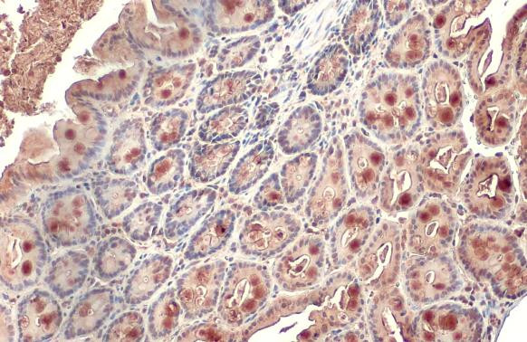 Intestinal Alkaline Phosphatase Antibody in Immunohistochemistry (Paraffin) (IHC (P))