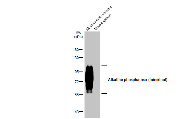 Intestinal Alkaline Phosphatase Antibody in Western Blot (WB)