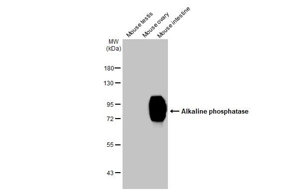 Intestinal Alkaline Phosphatase Antibody in Western Blot (WB)