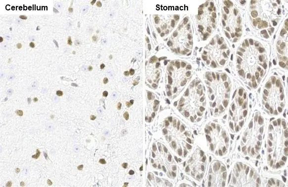 NFIX Antibody in Immunohistochemistry (Paraffin) (IHC (P))