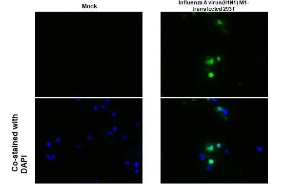 Influenza A M1 (A/Puerto Rico/8/1934) Antibody in Immunocytochemistry (ICC/IF)