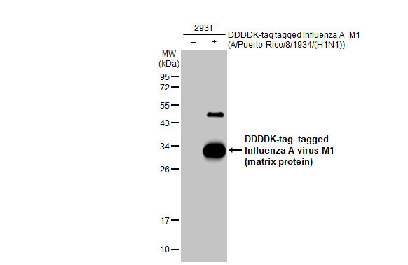 Influenza A M1 (A/Puerto Rico/8/1934) Antibody in Western Blot (WB)