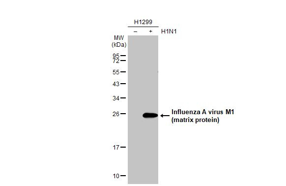 Influenza A M1 (A/Puerto Rico/8/1934) Antibody in Western Blot (WB)