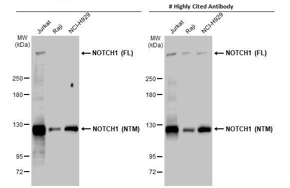 NOTCH1 Antibody in Western Blot (WB)