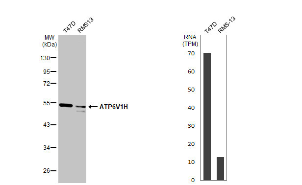 V-ATPase H Antibody in Western Blot (WB)