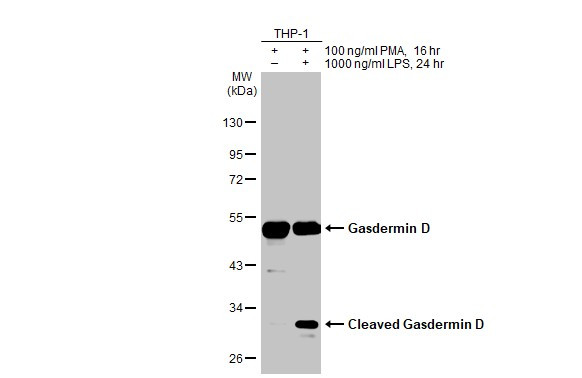 GSDMD Antibody in Western Blot (WB)