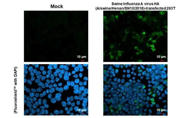 Swine Influenza A G4 EA H1N1 HA (A/swine/Henan/SN10/2018) Antibody in Immunocytochemistry (ICC/IF)