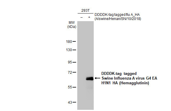 Swine Influenza A G4 EA H1N1 HA (A/swine/Henan/SN10/2018) Antibody in Western Blot (WB)