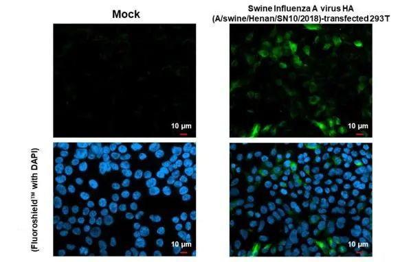 Swine Influenza A G4 EA H1N1 HA (A/swine/Henan/SN10/2018) Antibody in Immunocytochemistry (ICC/IF)