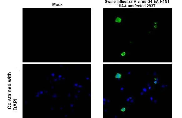 Swine Influenza A G4 EA H1N1 HA (A/swine/Henan/SN10/2018) Antibody in Immunocytochemistry (ICC/IF)