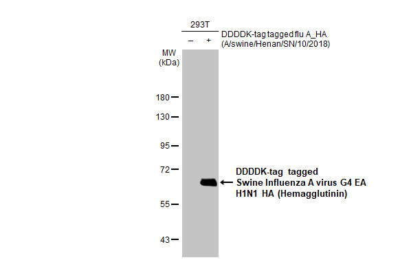 Swine Influenza A G4 EA H1N1 HA (A/swine/Henan/SN10/2018) Antibody in Western Blot (WB)