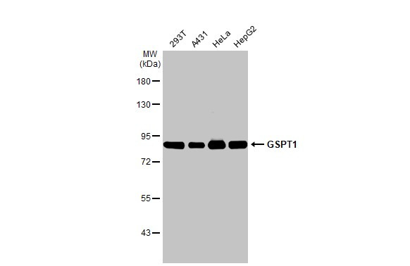 GSPT1 Antibody in Western Blot (WB)