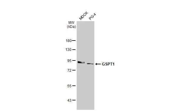 GSPT1 Antibody in Western Blot (WB)