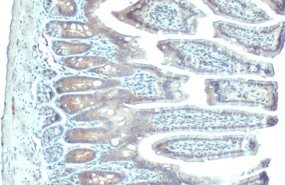 PDE6D Antibody in Immunohistochemistry (Paraffin) (IHC (P))