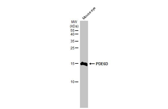 PDE6D Antibody in Western Blot (WB)