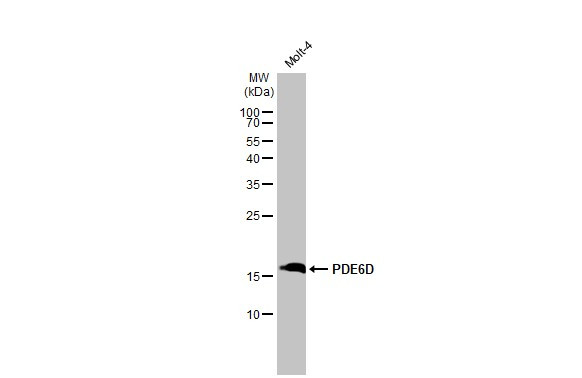 PDE6D Antibody in Western Blot (WB)