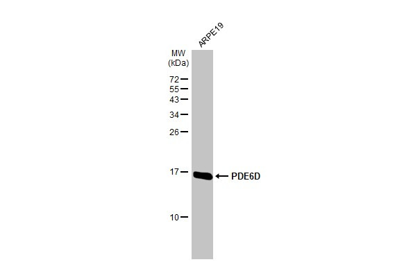 PDE6D Antibody in Western Blot (WB)