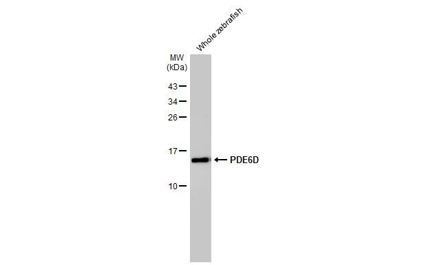 PDE6D Antibody in Western Blot (WB)