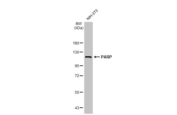 PARP1 Antibody in Western Blot (WB)