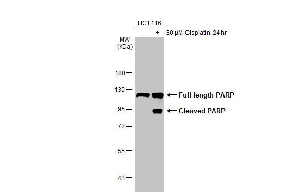 PARP1 Antibody in Western Blot (WB)