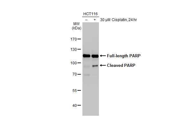 PARP1 Antibody in Western Blot (WB)