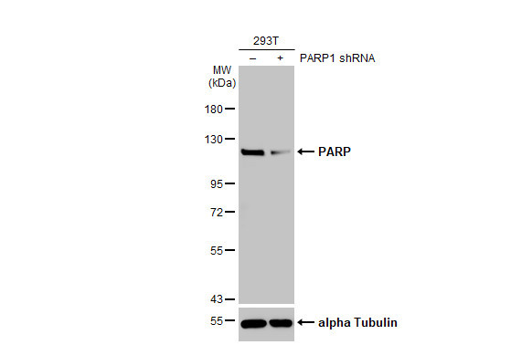 PARP1 Antibody in Western Blot (WB)