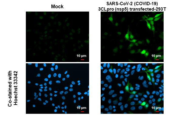 SARS-CoV-2 NSP5 Antibody in Immunocytochemistry (ICC/IF)