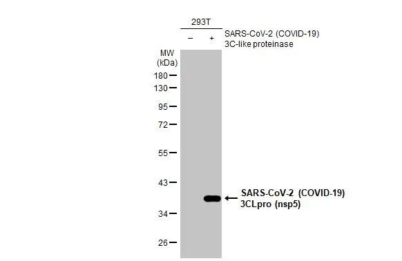 SARS-CoV-2 NSP5 Antibody in Western Blot (WB)