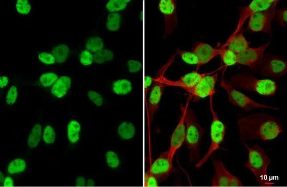 MYOD Antibody in Immunocytochemistry (ICC/IF)