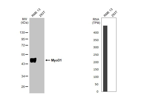 MYOD Antibody in Western Blot (WB)