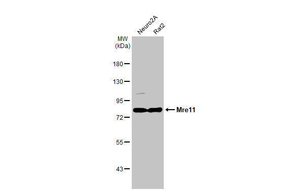 MRE11 Antibody in Western Blot (WB)