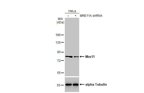 MRE11 Antibody in Western Blot (WB)