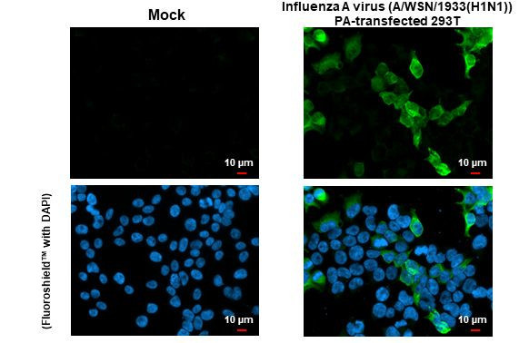 Influenza A PA (A/WSN/1933) Antibody in Immunocytochemistry (ICC/IF)